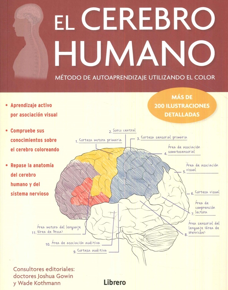 El cerebro humano