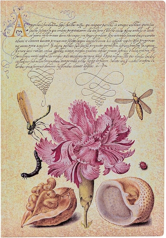 Clavel Rosa - Midi-Rayado