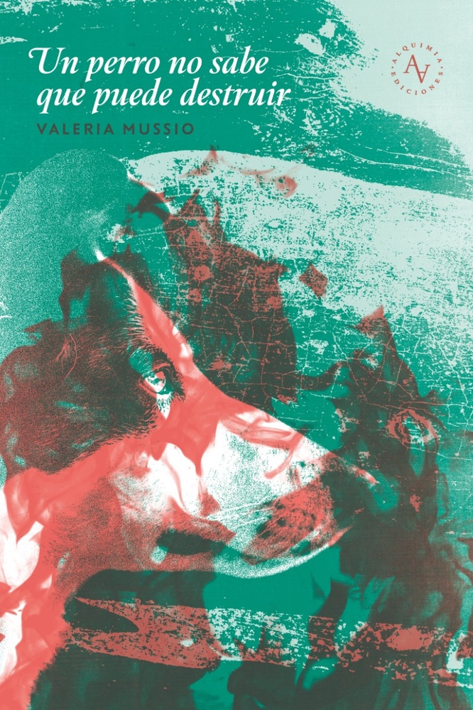 Un perro no sabe que puede destruir