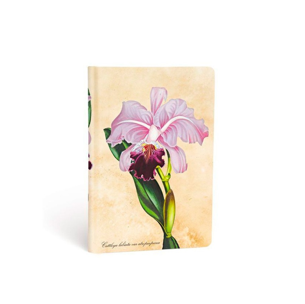 Orquidea Brasileña - Mini-Rayado