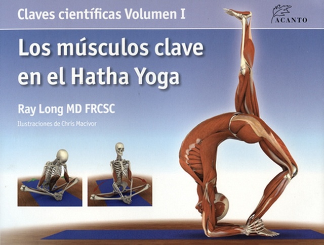 Musculos clave en el Hatha Yoga