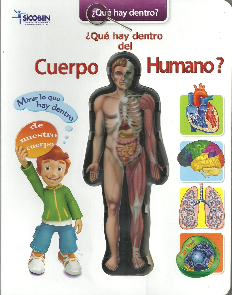 Que Hay Dentro Del Cuerpo Humano