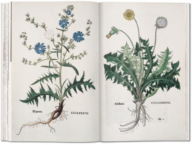 The new herbal of 1543